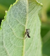 Propylea quatuordecimpunctata