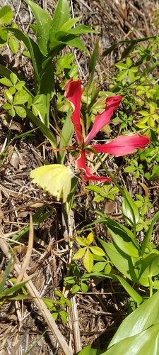 Gloriosa superba observed 2026-10-22