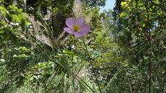 Cosmos crithmifolius