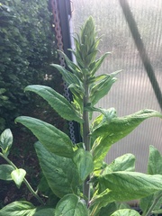 Digitalis grandiflora