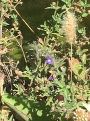 Stemodia durantifolia