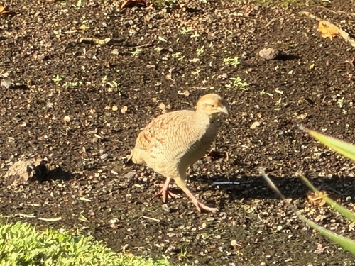 Ortygornis pondicerianus, 2026-10-22