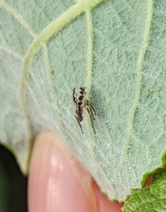 Propylea quatuordecimpunctata