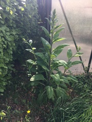 Digitalis grandiflora