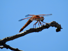 Libellula saturata