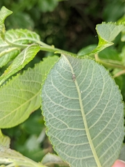 Propylea quatuordecimpunctata