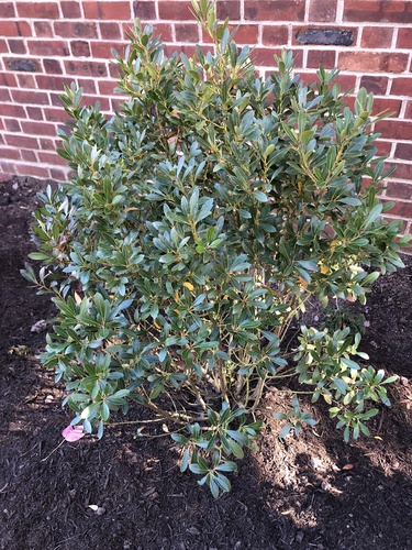Ilex crenata observed 2026-10-22