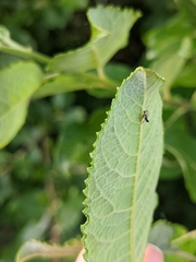 Propylea quatuordecimpunctata