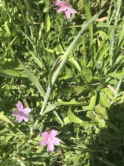 Sidalcea diploscypha