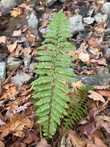 Polystichum braunii, 2026-10-22