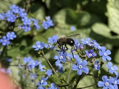 Andrena cineraria