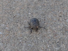 Phyllophaga cribrosa