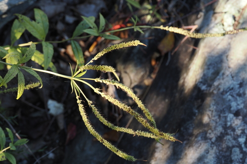 Veronicastrum virginicum observed 2026-10-21