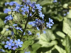 Andrena cineraria
