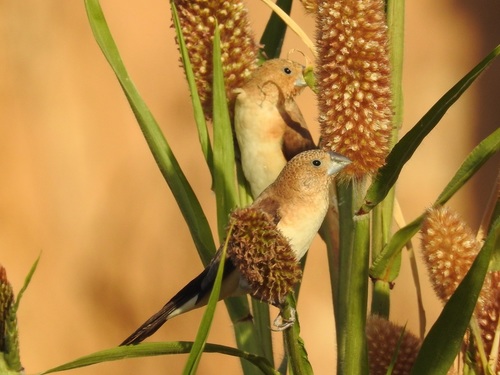 African Silverbill