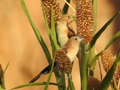 African Silverbill photo 3