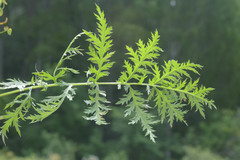 Artemisia tanacetifolia