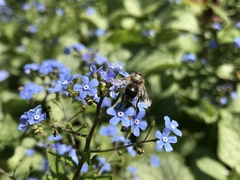 Andrena cineraria
