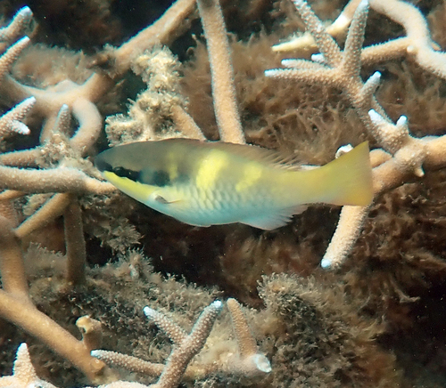 Scarus oviceps observed 2026-10-21