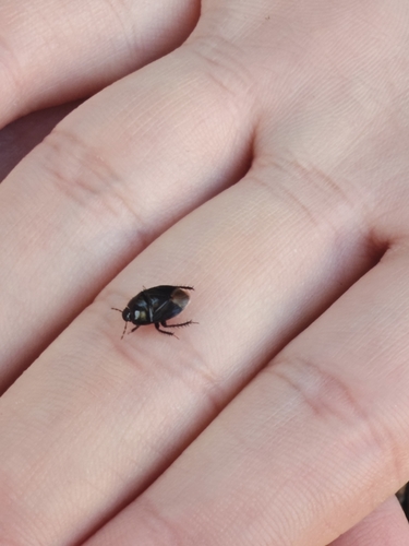 Two-lined Burrowing Bug