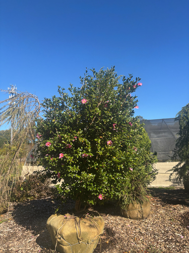 Camellia observed 2026-10-22