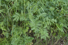 Artemisia tanacetifolia