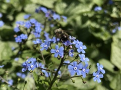 Andrena cineraria