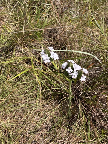 Buchnera cruciata observed 2026-10-17