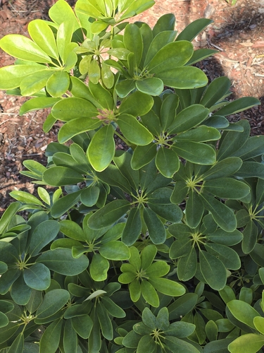 Heptapleurum arboricola observed 2026-10-16
