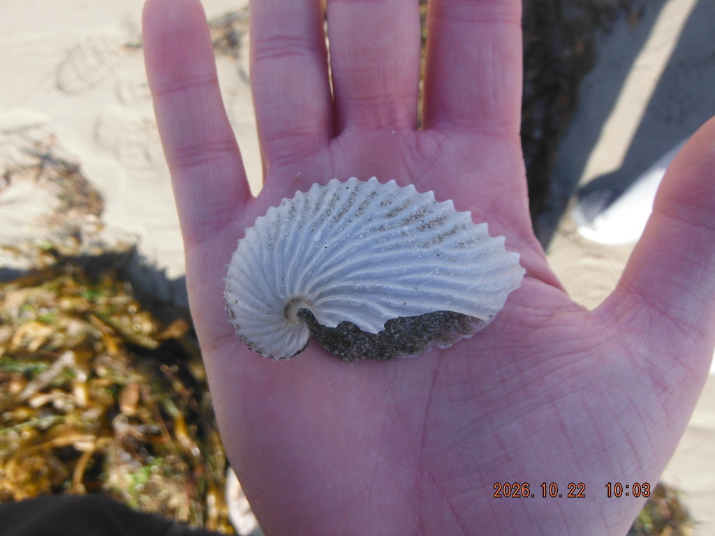 Common paper nautilus