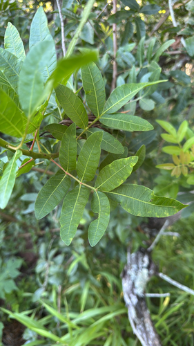 Schinus terebinthifolia observed 2026-10-22