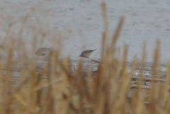 Calidris fuscicollis