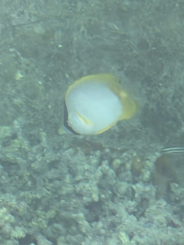 Chaetodon ocellatus observed 2026-10-22