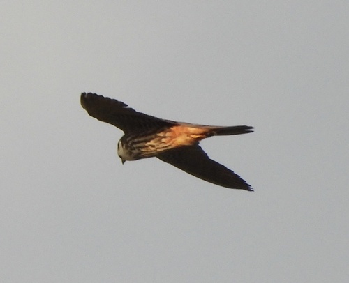 iNaturalist image