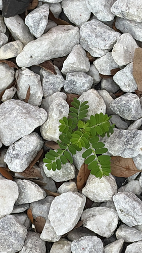 Phyllanthus amarus observed 2026-10-22