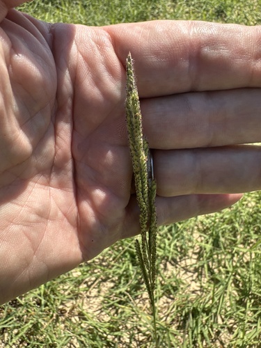 Paspalum urvillei observed 2026-10-22