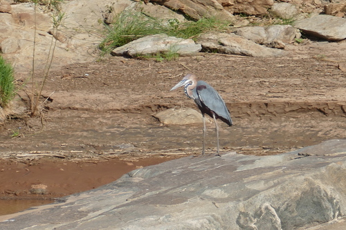 iNaturalist image