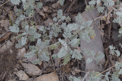 Artemisia nitrosa