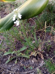 Teucrium pseudochamaepitys image