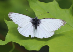 Pieris napi