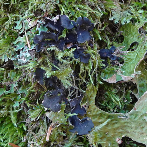 Leptogium observed 2026-10-22