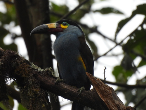 Andigena laminirostris observed 2026-10-16