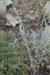 Artemisia nitrosa