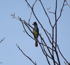 Myiarchus tyrannulus