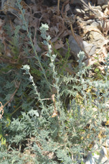 Artemisia nitrosa