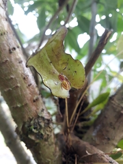 Pleurothallis matudana