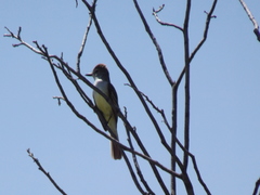 Myiarchus tyrannulus