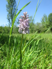 Dactylorhiza maculata
