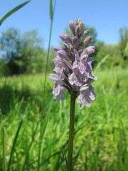 Dactylorhiza maculata