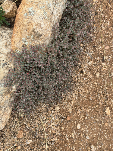 Euphorbia melanadenia, 2026-10-22